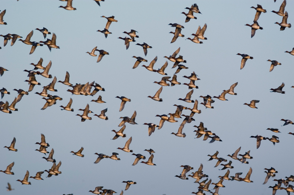 Winter Watch for Dabbling Ducks